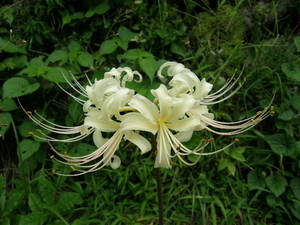 2008.09.12higannbana5.jpg