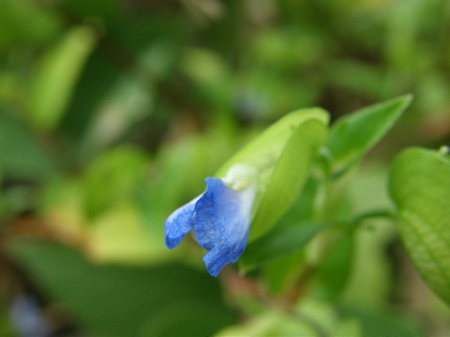 2008.09.15tuyukusa3.jpg
