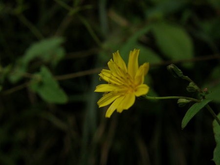 2008.10.06yakusisou2.jpg