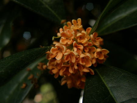 2008.10.12kinmokusei2.jpg