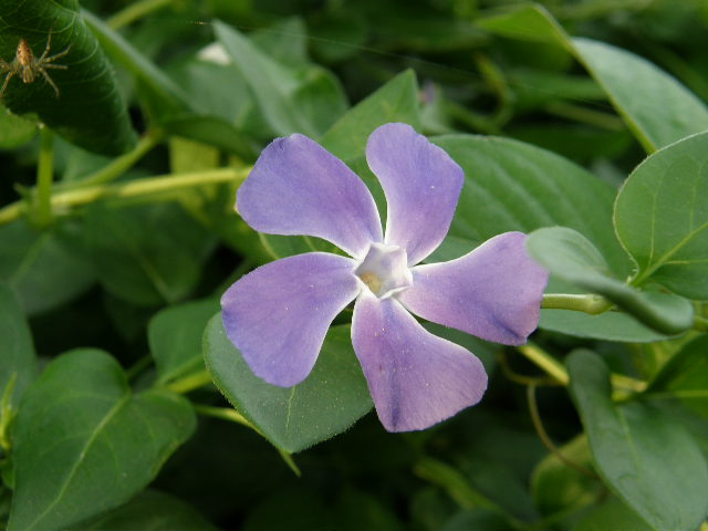 ５花弁 紫 Flowerdiary 花日記